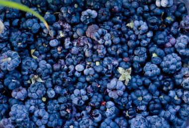 Böğürtlen bir dizi arka plan