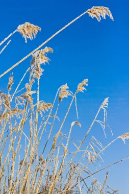 Frost'un sazlık parlak mavi gökyüzü arka planı kuru dalları üzerinde