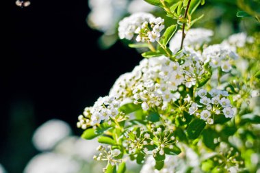 Batan güneşin yaktı beyaz alanlara çiçek şube