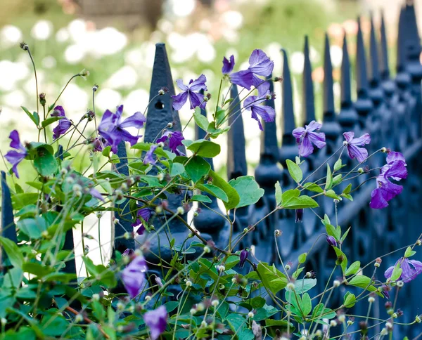 Violette Blüten Der Clematis Auf Dem Hintergrund Eines Geschmiedeten Metallzauns — Stockfoto