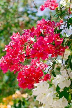 Beyaz ve pembe Mısır'daki bougainvillea çiçek çiçeklenme