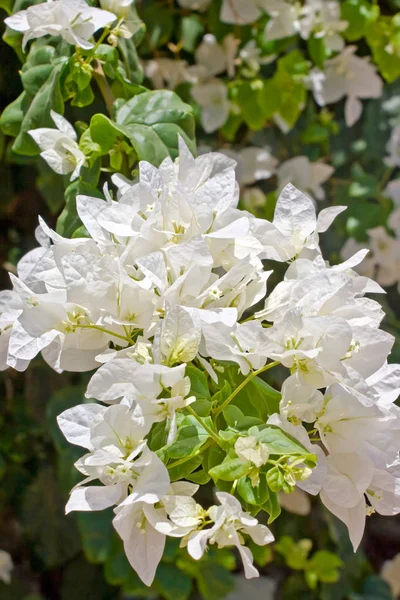 White Blooming Bougainvillea Flowers Egypt — Stock Photo, Image