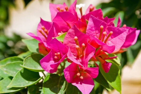 Pink Blooming Bougainvillea Flowers Egypt — Stock Photo, Image