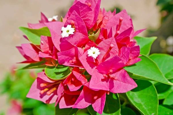 Fiori Bouganvillea Fiore Rosa Egitto — Foto Stock