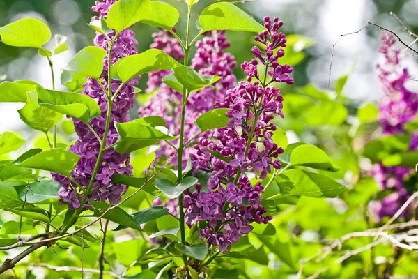 Violet bunches of lilac in bright green foliage — Stock Photo, Image