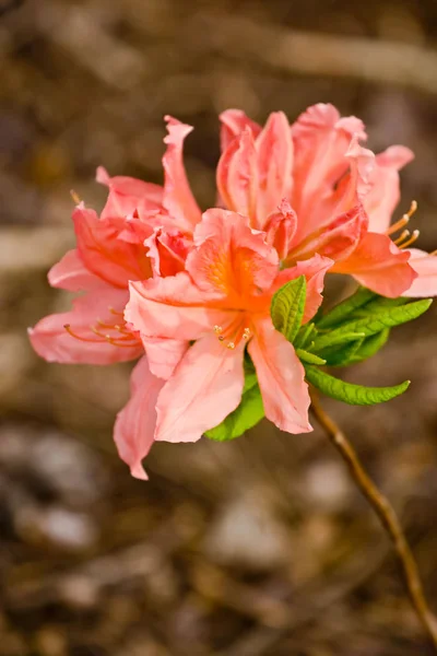 ツツジのオレンジ色の花を開花 — ストック写真