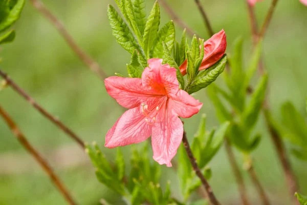 Flor florescente de rododendro — Fotografia de Stock