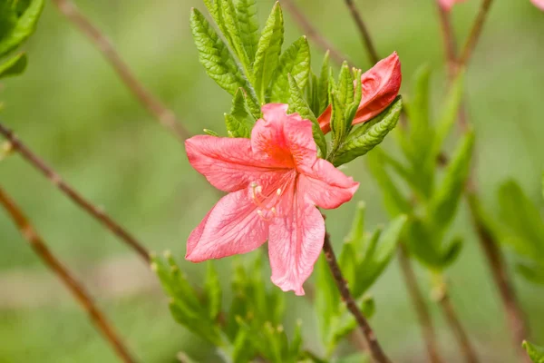 Kvetoucí květina rododendron — Stock fotografie