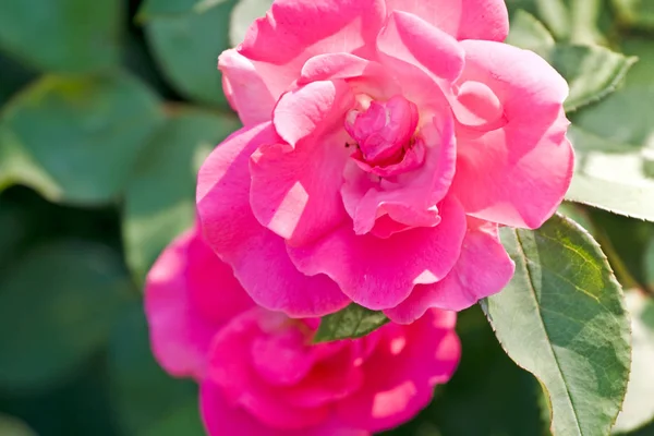 树叶间的粉红玫瑰 — 图库照片
