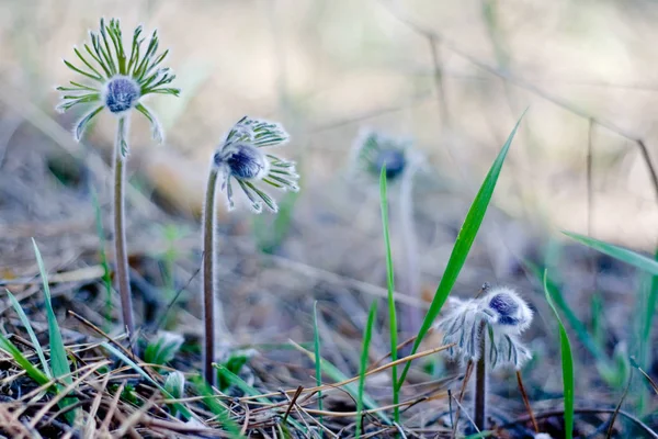 Flor Pasque florescendo no prado de primavera - Pulsatilla. Fundo natural bem desfocado. Botânica . — Fotografia de Stock