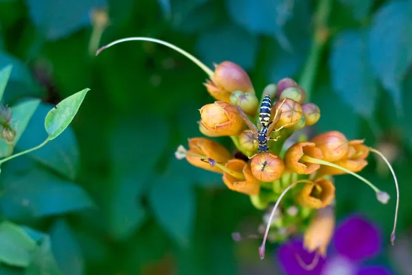 Brotes de campsis y avispas — Foto de Stock