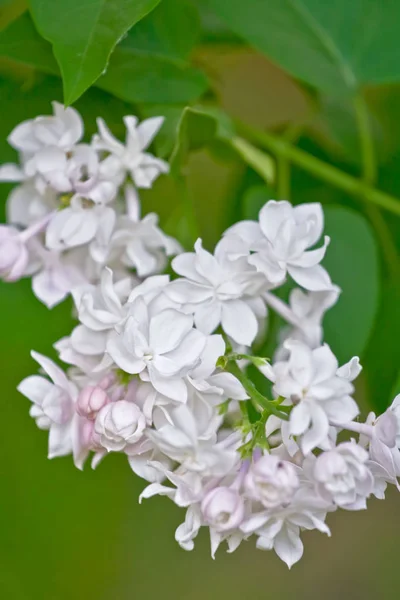 Lilac flowers — Stock Photo, Image