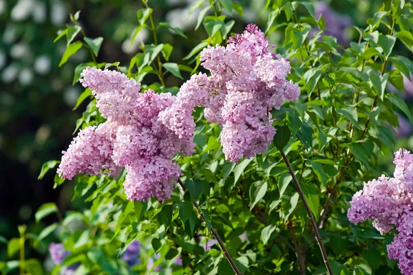 Lilac flowers — Stock Photo, Image