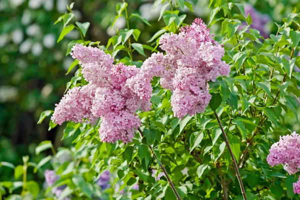 Lilac flowers — Stock Photo, Image