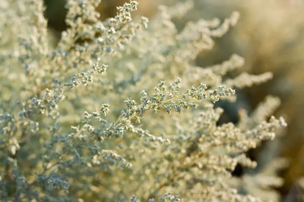 Wormwood bush Royaltyfria Stockfoton