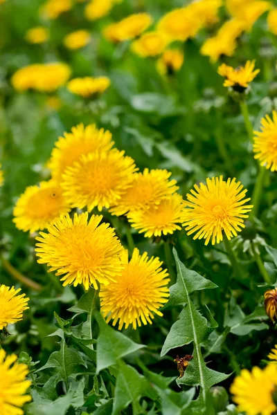 Muitas flores de dente-de-leão amarelas na grama verde — Fotografia de Stock