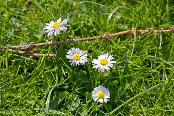 Marguerites blanches croissance sur herbe verte — Photo