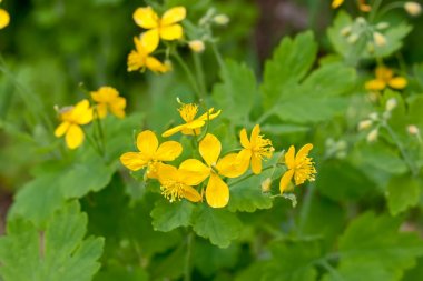 Parlak çiçekler celandine yeşil arka planda ormanda büyümek