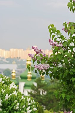 Kiev şehir, manastır, botanik bahçesi ve leylak çalılar
