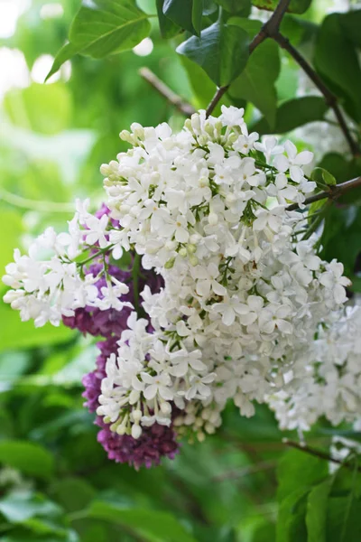 Сирень цветы белые и фиолетовые среди листвы — стоковое фото