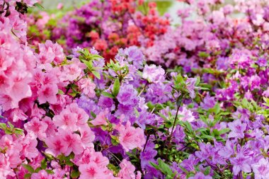 Pembe ve menekşe rhododendrons bahçede çiçek