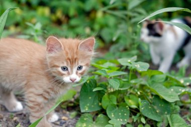 Yeşil bahar bahçesinde Komik kırmızı kedi yavrusu