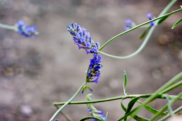 Flores de lavanda em flor — Fotografia de Stock