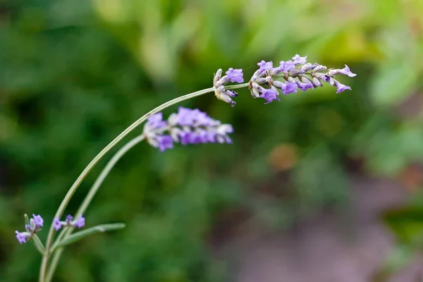 라벤더 꽃에 꽃 — 스톡 사진