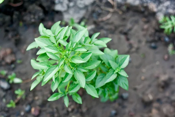 Planta de albahaca verde en la naturaleza — Foto de Stock