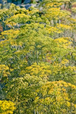 Bahar bahçesinde sarı dereotu tohumları