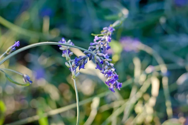 Lavanda Flores en el jardín —  Fotos de Stock