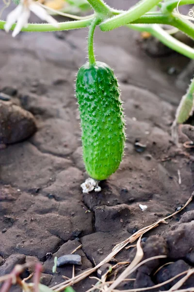 Kleine groene komkommer groeit in de tuin — Stockfoto