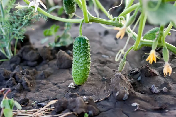 Kleine groene komkommer groeit in de tuin — Stockfoto