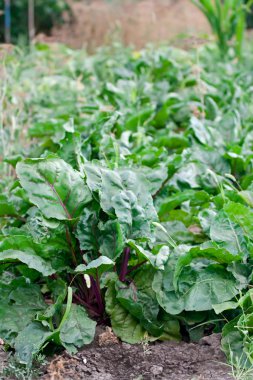 Pancar yaprakları yakın