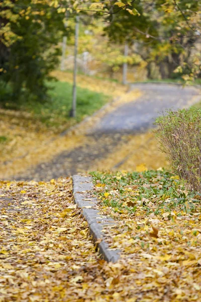 Autumn yellow and brown leaves cover ground in fall park Stock Image