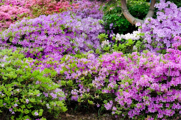 Lila Azaleen im Botanischen Garten der Stadt — Stockfoto