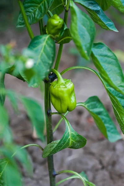 Groene onrijpe paprika 's groeien in de tuin — Stockfoto