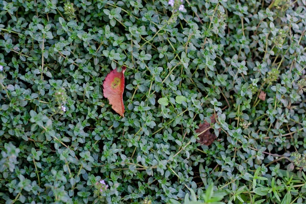 Зеленый тимьян растет в саду — стоковое фото