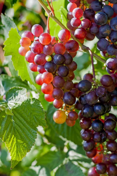 Букет з рожевого винограду в винограднику — стокове фото