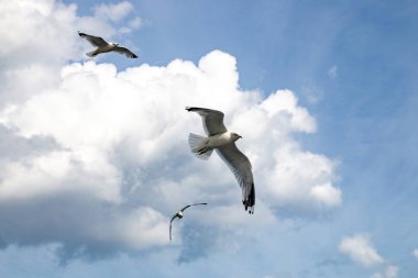 Bulutlar gökyüzüne karşı uçan martılar