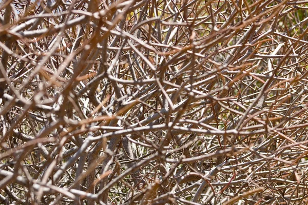 Chaotic Brown Branches Prickly Tree Leaves — Stock Photo, Image