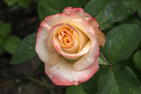 Beautiful Rose Bud Close Summer Day — Stock Photo, Image