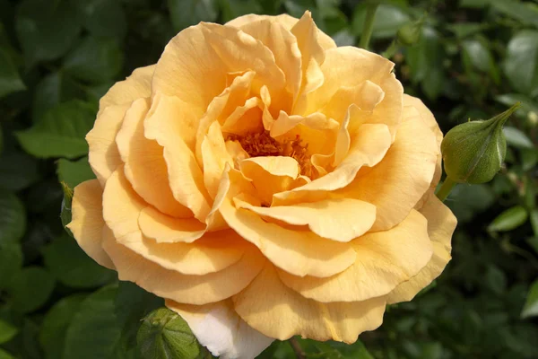 Beautiful Rose Bud Close Summer Day — Stock Photo, Image