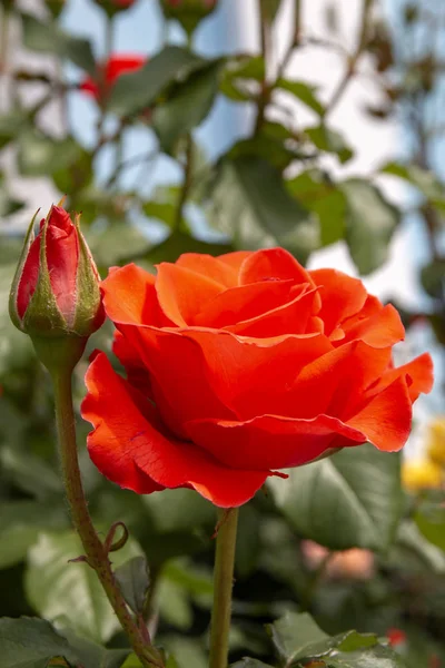 Beautiful Rose Bud Close Summer Day — Stock Photo, Image