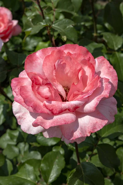 Beautiful Rose Bud Close Summer Day — Stock Photo, Image