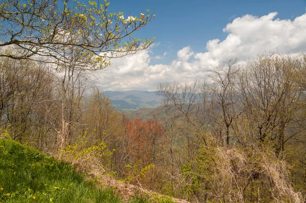 Frühlingsbäume Den Bergen Mit Flauschigen Wolken Blauen Himmel — Stockfoto