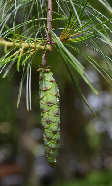 Uzun, ince çam kozalağı ve ağaç iğne falan batmazdı closeup