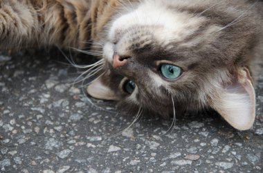 Turkuaz gözlerle kafa ile kaldırım üzerinde baş aşağı yalan gri tekir kedi closeup