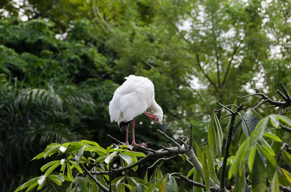 Bir ağacın bakıp Amerikan AK aynağı
