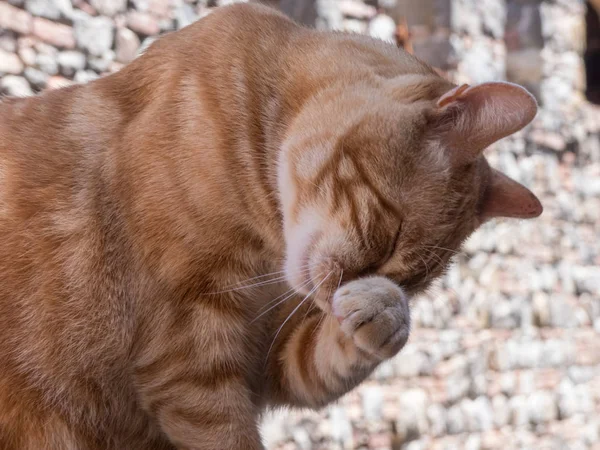 Ginger tabby cat cleaning his face